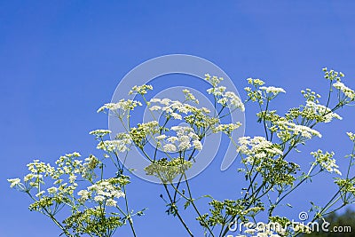 Conium maculatum (hemlock or poison hemlock) is a highly poisonous flowering plant, native to Europe and North Africa, and Stock Photo