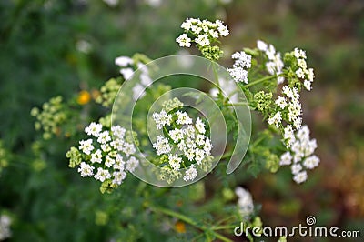 Conium maculatum or poison hemlock, is a highly poisonous biennial herbaceous flowering plant in the carrot family Apiaceae, nativ Stock Photo