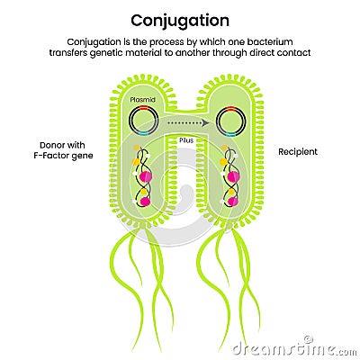 Horizontal Gene Transfer Conjugation scientific vector illustration infographic Stock Photo