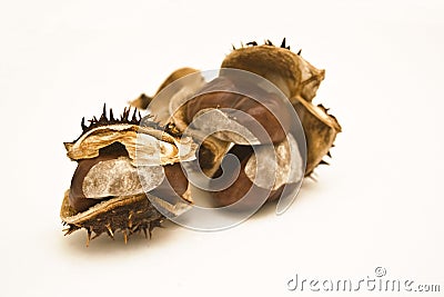 Conkers Stock Photo