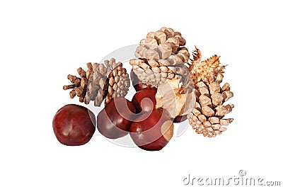 Conkers & cones Stock Photo