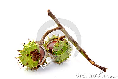 Conkers Stock Photo