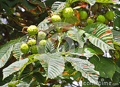 Conkers ripening on a horse chestnut Stock Photo