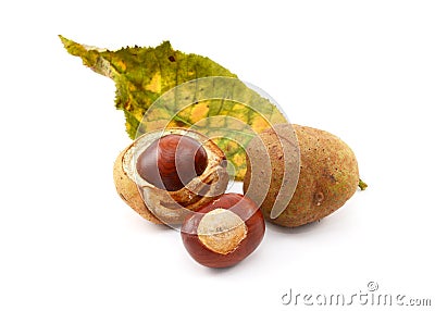 Conkers and smooth seed cases with red horse chestnut leaf Stock Photo