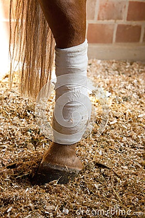 Connected horses leg Stock Photo