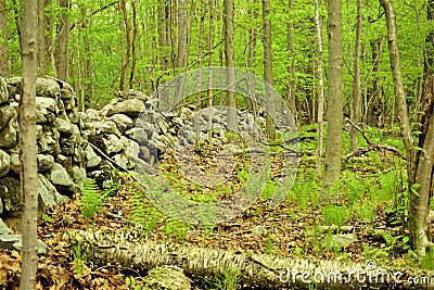 Spring green forest with ferns and historic stone wall Stock Photo