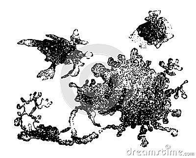 Connective Tissue Cells from a Frog, vintage illustration Vector Illustration