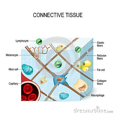 Connective tissue Vector Illustration