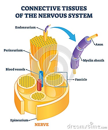 Connective tissues of the nervous system educational vector illustration. Vector Illustration