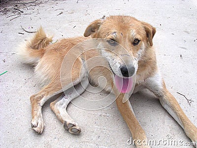 A conscientious travel guide dog Stock Photo