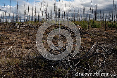 The consequences of a fire in the forest. Stock Photo