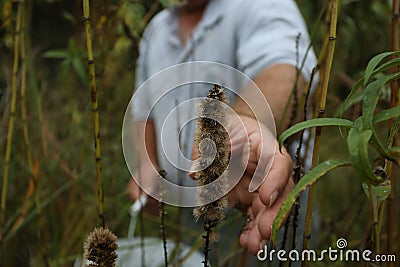 Prairie plant seed collection Stock Photo