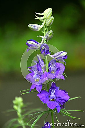 Consolida ajacis flowering plant. Beautiful flowers. Stock Photo