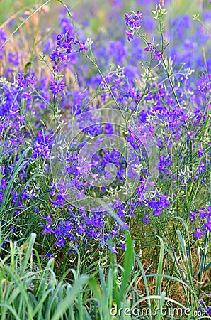 Consolida regalis - annual herbaceous flowering plant in central Russia Stock Photo