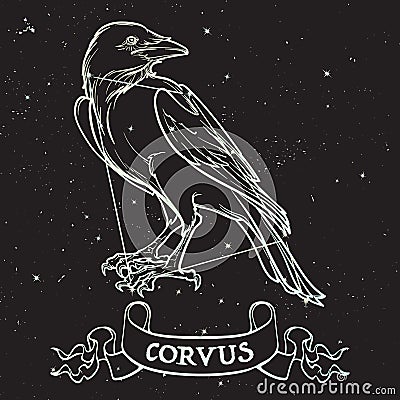 Constellation of Corvus. Black Raven sitting on a banner with a sign. Accurate line drawing isolated on black night sky Vector Illustration