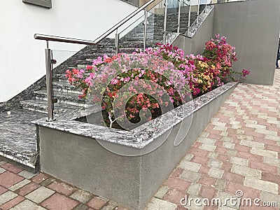 An Constructed concrete block work planter box with Beautiful plants and flowers near staircase entrance and stairs with Stainless Stock Photo