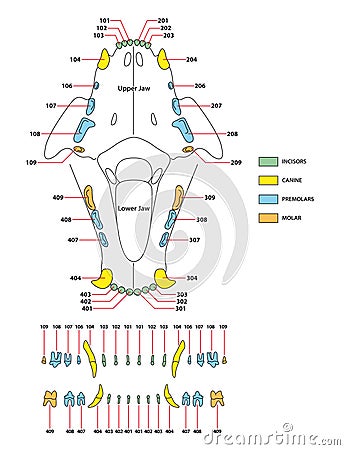 Construction of a cats teeth dental formula Vector Illustration