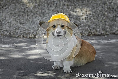 Construction dog corgi in a yellow hard hat sits on the repair site against the background of a pile of rubble and smiles Stock Photo