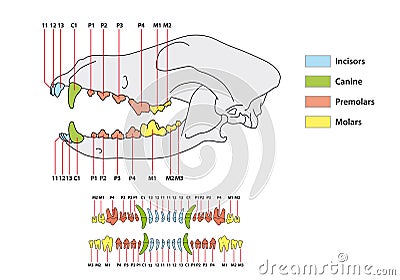 Construction of a dog tooth dental formula Vector Illustration