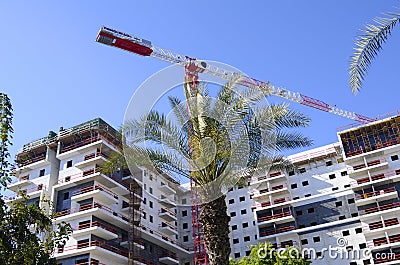 Construction work site. The site with cranes and big palm tree. Stock Photo