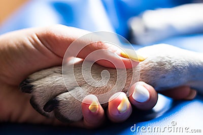Contact between dog paw and human hand Stock Photo