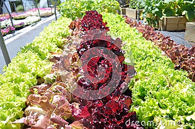 Container Grown Lettuce Stock Photo