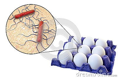 Contamination of eggs with Listeria monocytogenes bacteria, medical concept for transmission of listeriosis Cartoon Illustration