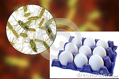 Contamination of eggs with Salmonella bacteria, medical concept for transmission of salmonellosis Cartoon Illustration