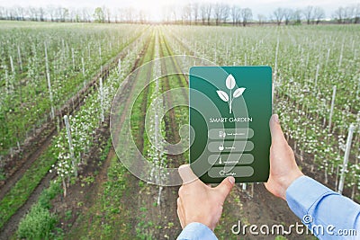 Farmer using SMART GARDEN app on touch pad for management, control and monitoring of crop growth Stock Photo