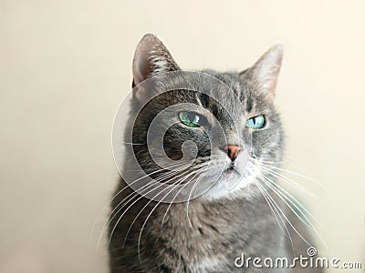 Contempt emotion in cats eyes Stock Photo