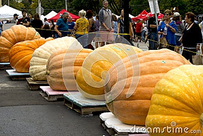 Contenders shown at The annual Giant Pumpkin Weigh-Off with Giant pumpkins weighing in at well over 1,000 pounds Editorial Stock Photo