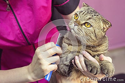 contented cat in a beauty salon. cat express molt procedure. Stock Photo
