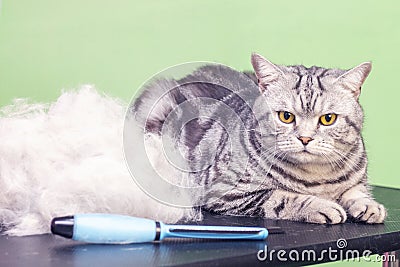 contented cat in a beauty salon. Grooming cats in a pet beauty salon. Stock Photo