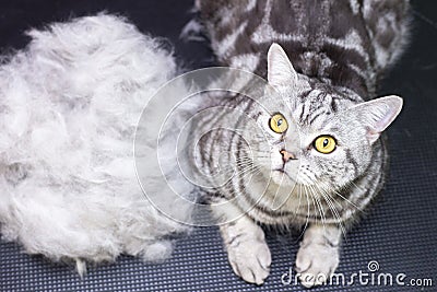 Contented cat in the pet salon. Grooming cats in a pet beauty salon. Stock Photo