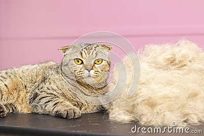 contented cat in a beauty salon. Grooming cats in a pet beauty salon. Stock Photo