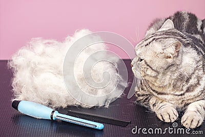 Contented cat in a beauty salon. Grooming cats in a pet beauty salon. Stock Photo