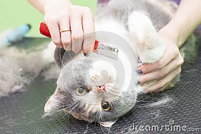 Contented cat in the pet salon. Grooming cats in a pet beauty salon. Stock Photo