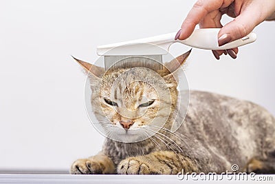 Contented cat in the pet salon. Grooming cats in a pet beauty salon Stock Photo