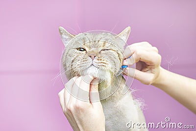 Contented cat in the pet salon. Grooming cats in a pet beauty salon. Stock Photo