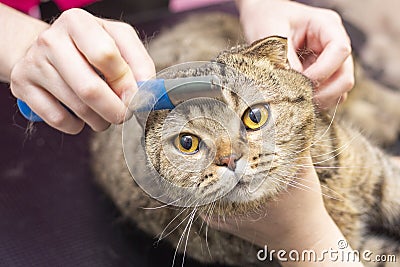 Contented cat in the pet salon. Grooming cats in a pet beauty salon. Stock Photo