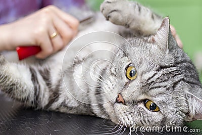 Contented cat in the pet salon. Grooming cats in a pet beauty salon. Stock Photo