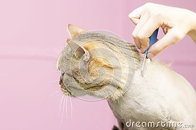 Contented cat in the pet salon. Grooming cats in a pet beauty salon. Stock Photo