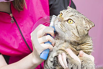 Contented cat in the pet salon. Grooming cats in a pet beauty salon. Stock Photo
