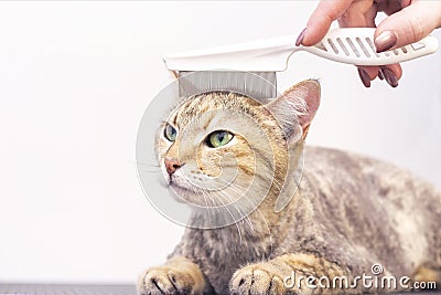 Contented cat in the pet salon. Grooming cats in a pet beauty salon. Stock Photo