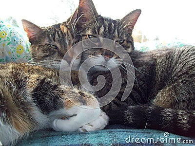 Contented Cats on a Sunny Window Stock Photo