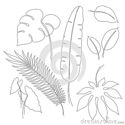Continuous line drawings of various tropical leaves Vector Illustration