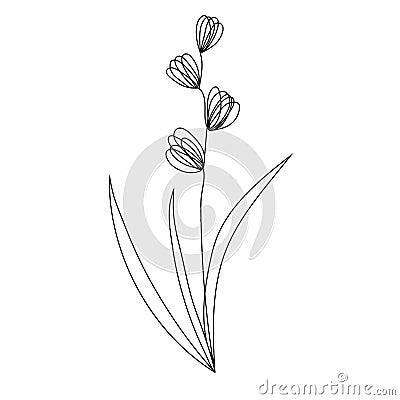 Continuous line lily of the valley may birth flower 2 Vector Illustration