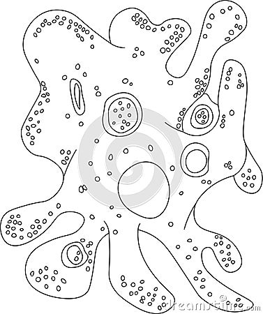 Contour amoeba proteus protozoan isolated white background Vector Illustration