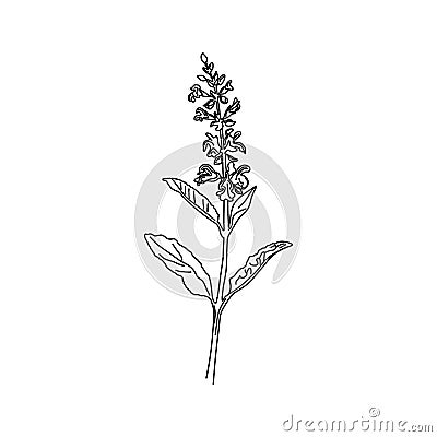Contour branch of sage or Botanica sage vector lilac. Can be used for cards, invitations, banners, posters Stock Photo