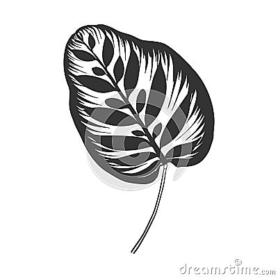 Contour drawing of a tropical plant. Calathea makoyana Leaf Vector Illustration
